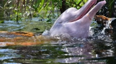 10 Animale foarte ciudate care pot întâlni o persoană în apă